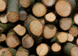 Firewood