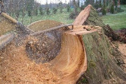Stump Removal